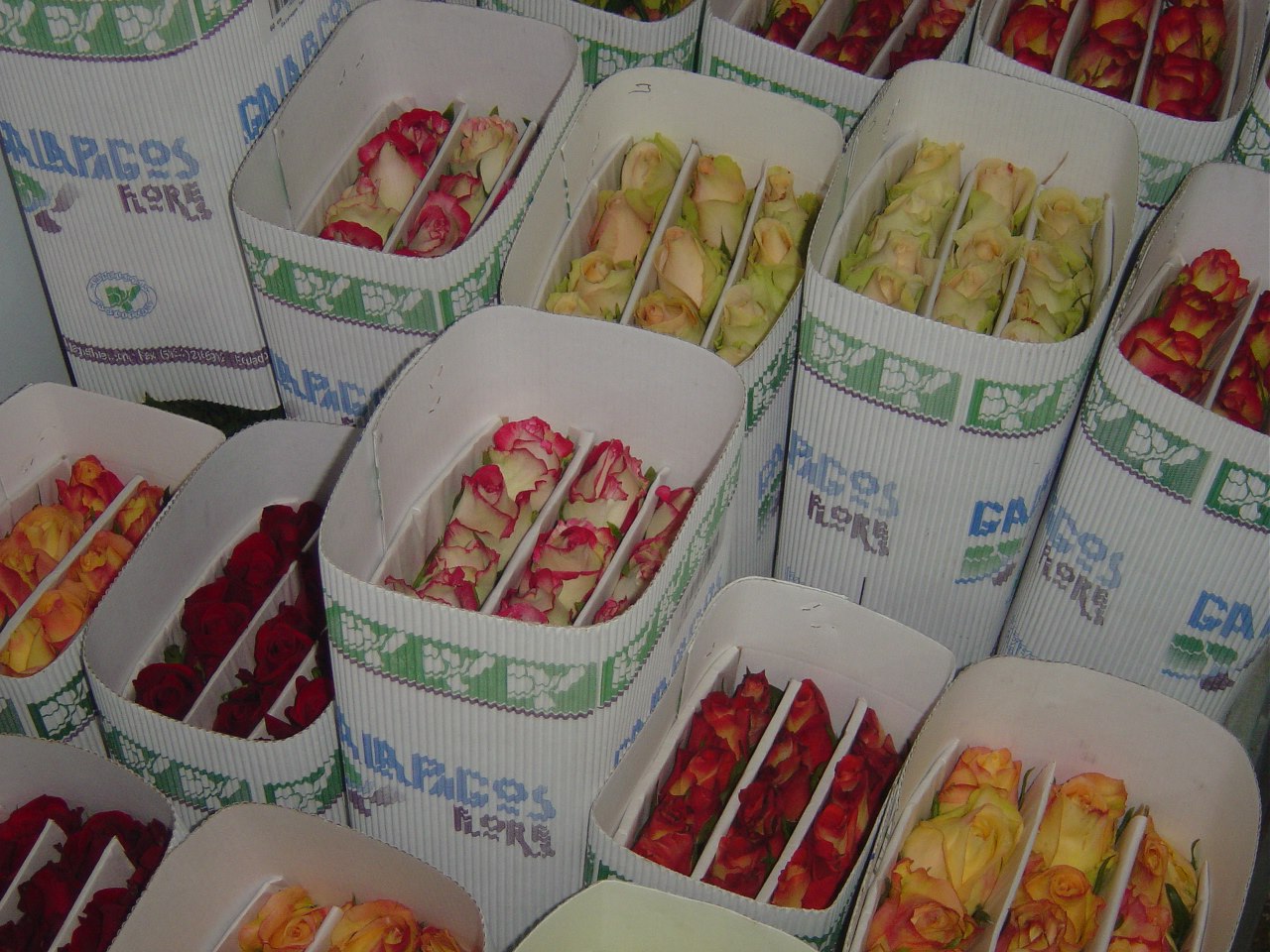 Galapagos Flores SA (Эквадор)