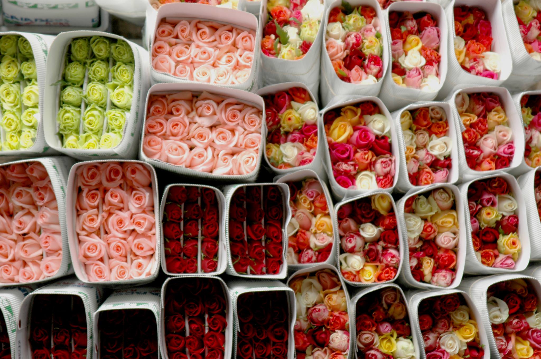 Galapagos Flores SA (Эквадор)