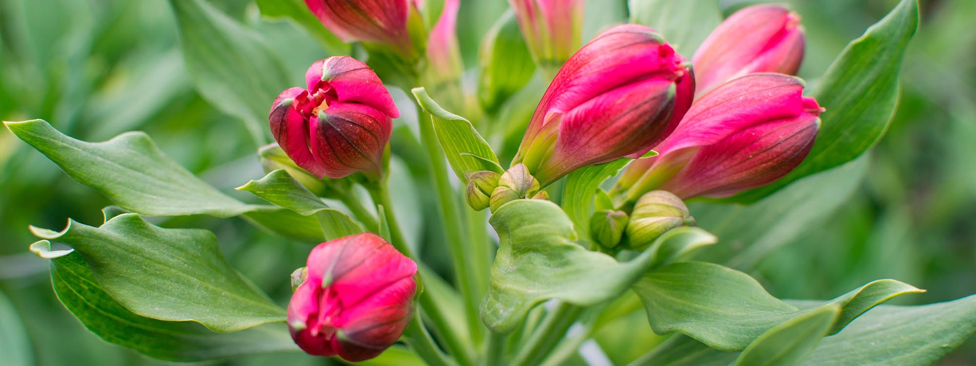 Ферма GARDAEXPORT S.A. (Эквадор)