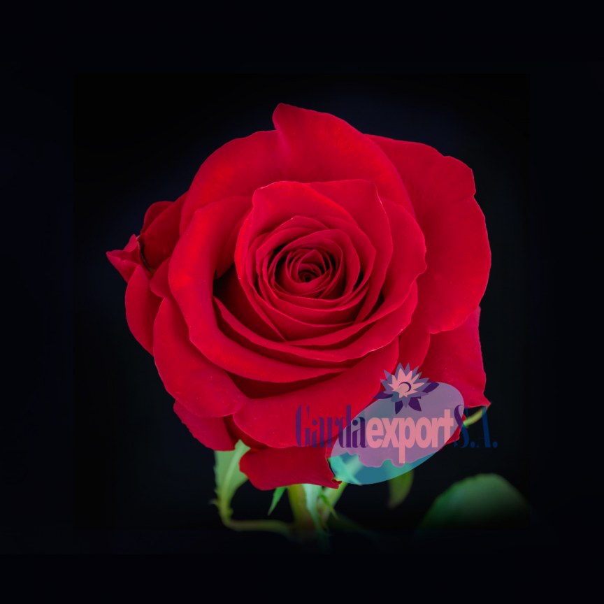 Ферма GARDAEXPORT S.A. (Эквадор)