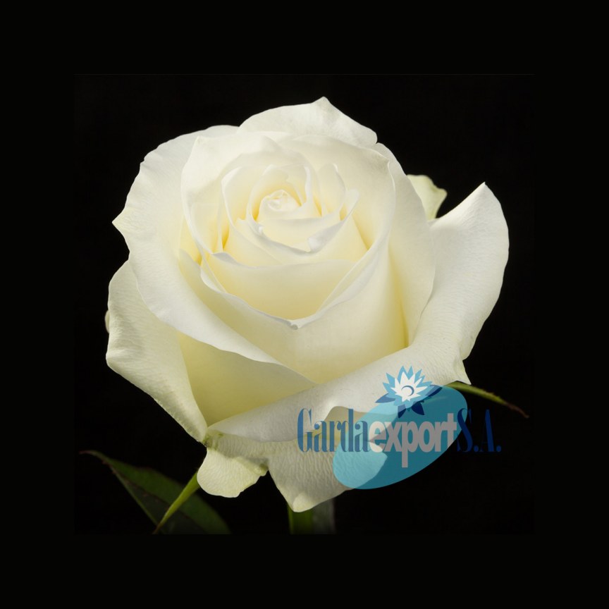 Ферма GARDAEXPORT S.A. (Эквадор)