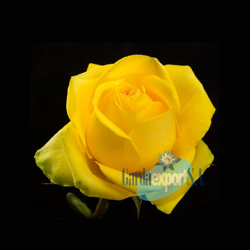 Ферма GARDAEXPORT S.A. (Эквадор)