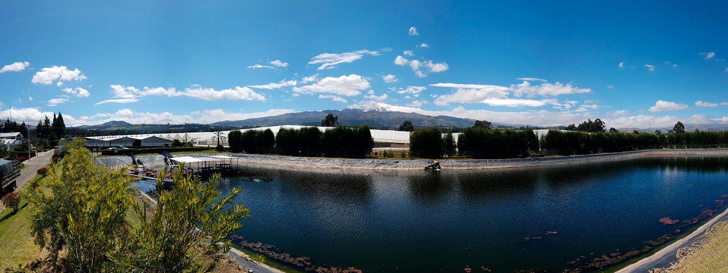 Ферма GARDAEXPORT S.A. (Эквадор)