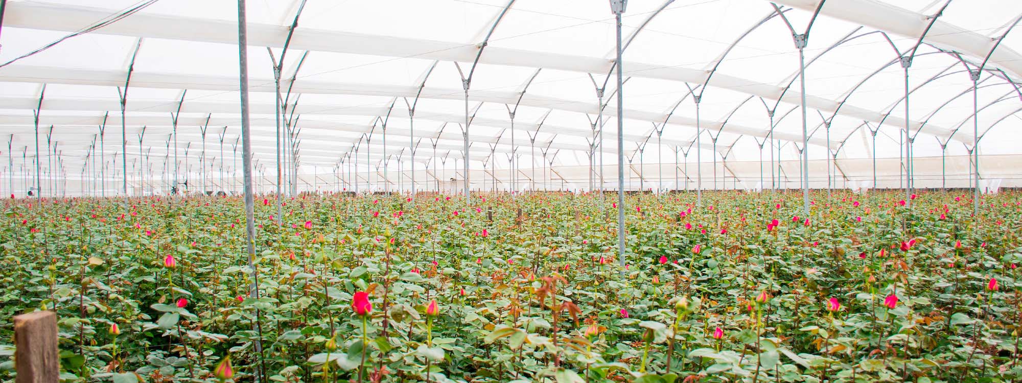 Ферма GARDAEXPORT S.A. (Эквадор)