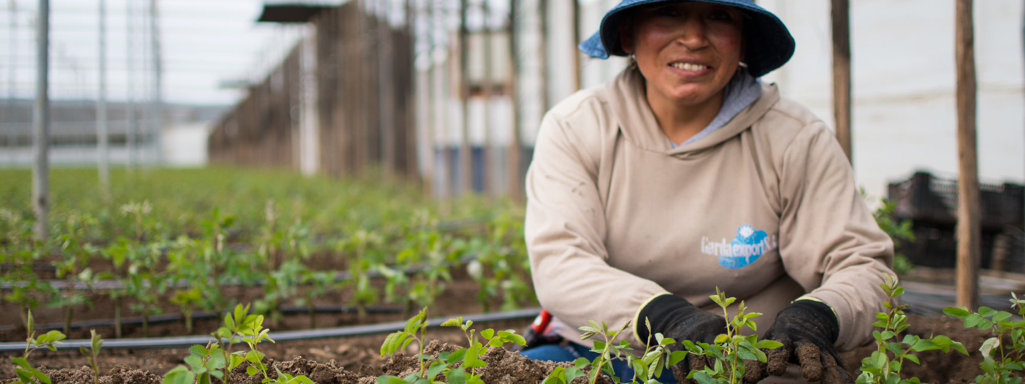 Ферма GARDAEXPORT S.A. (Эквадор)