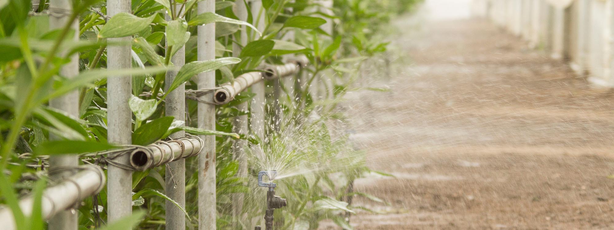 Ферма GARDAEXPORT S.A. (Эквадор)