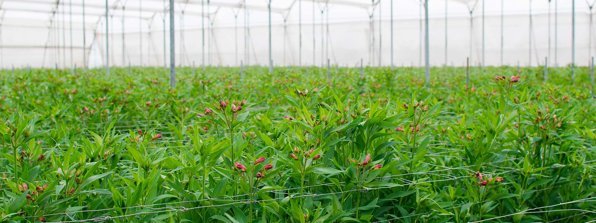 Ферма GARDAEXPORT S.A. (Эквадор)