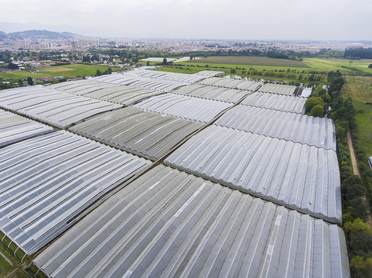 Grupo Andes Farms - Monteverde Farm, Flores de Los Andes Farms (Колумбия)