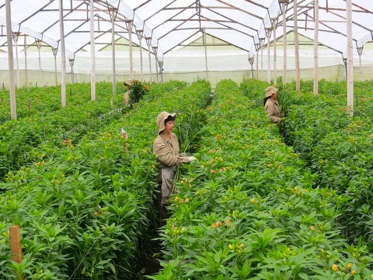 Grupo Andes Farms - Monteverde Farm, Flores de Los Andes Farms (Колумбия)