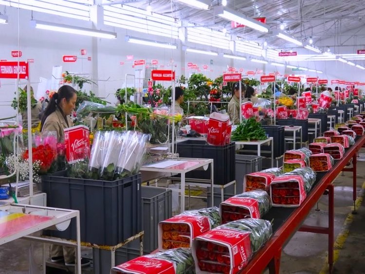 Grupo Andes Farms - Monteverde Farm, Flores de Los Andes Farms (Колумбия)