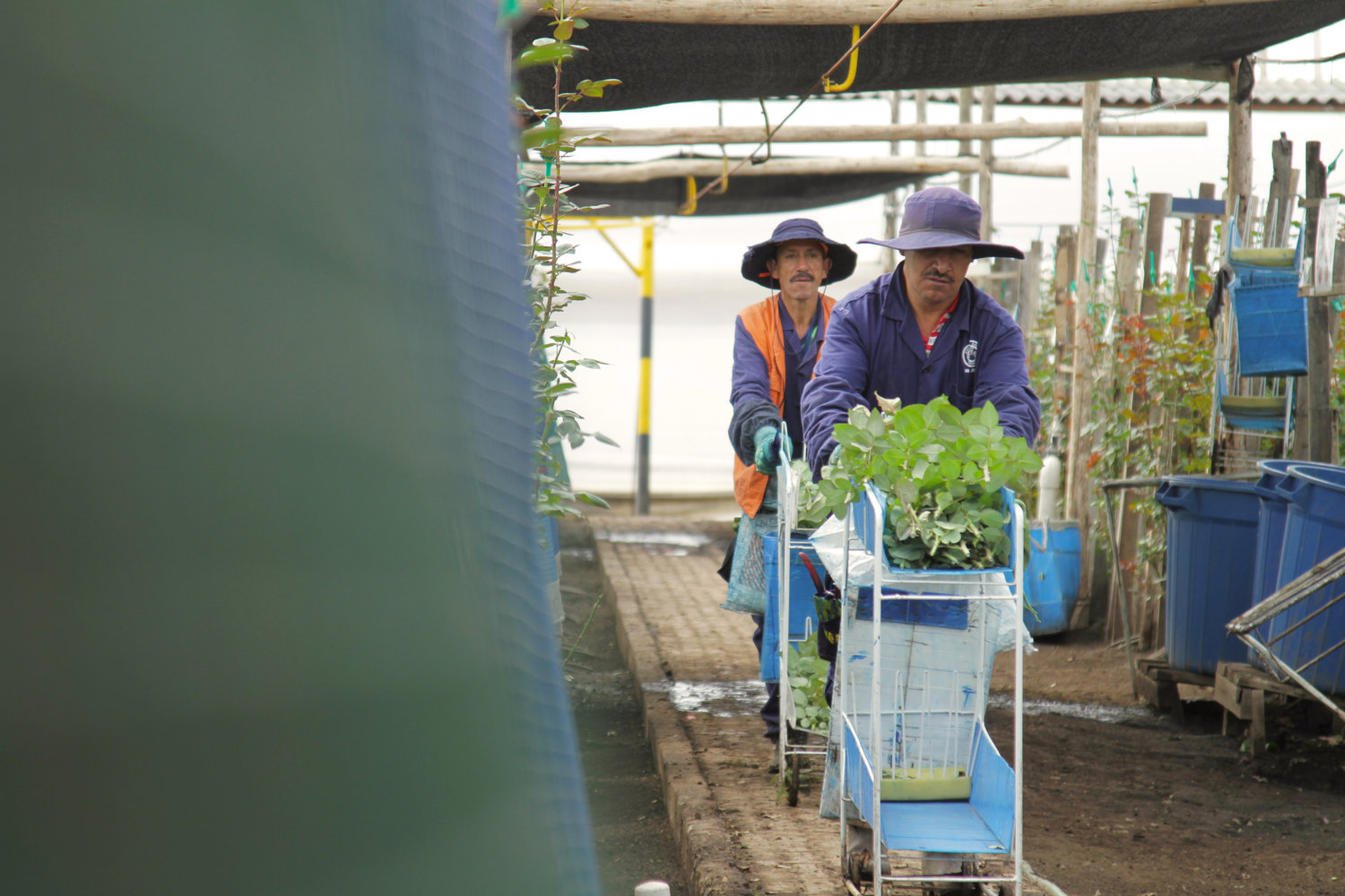 Grupo Andes Farms - Monteverde Farm, Flores de Los Andes Farms (Колумбия)