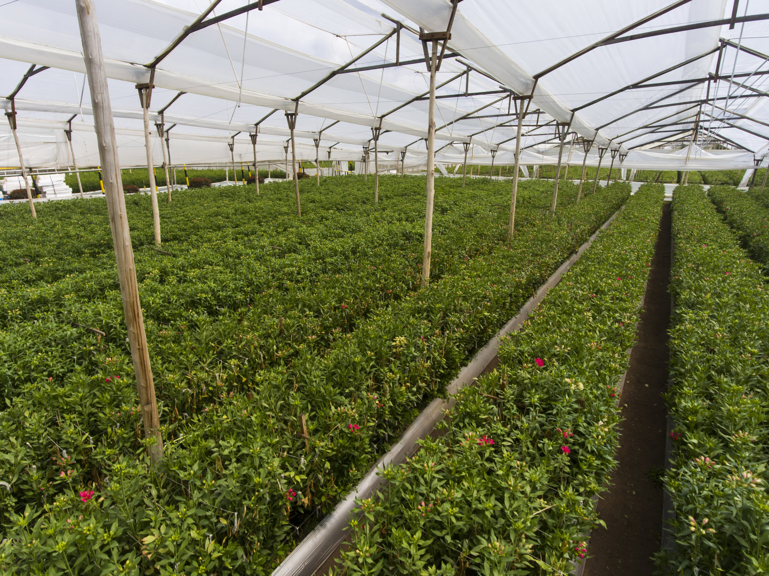 Grupo Andes Farms - Monteverde Farm, Flores de Los Andes Farms (Колумбия)