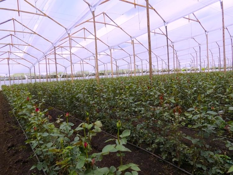 Grupo Andes Farms - Monteverde Farm, Flores de Los Andes Farms (Колумбия)