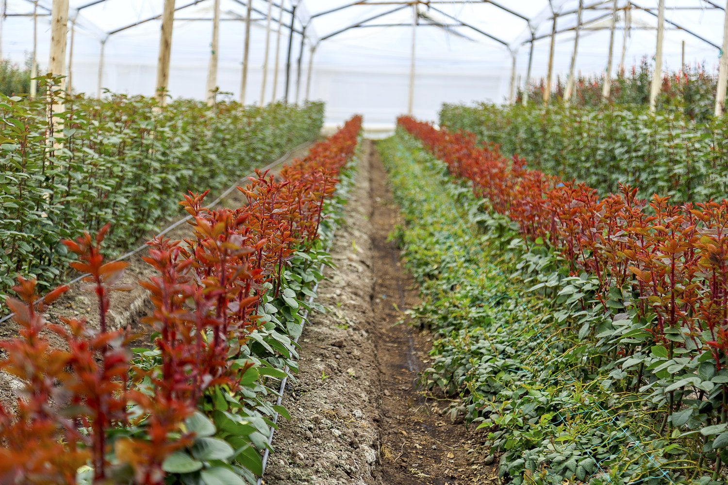 Grupo Andes Farms - Monteverde Farm, Flores de Los Andes Farms (Колумбия)