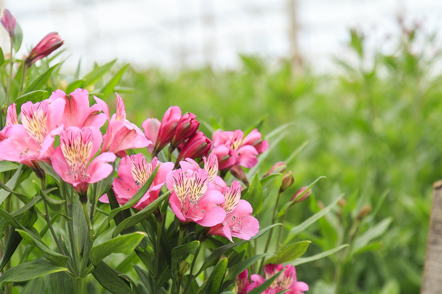 Grupo Andes Farms - Monteverde Farm, Flores de Los Andes Farms (Колумбия)