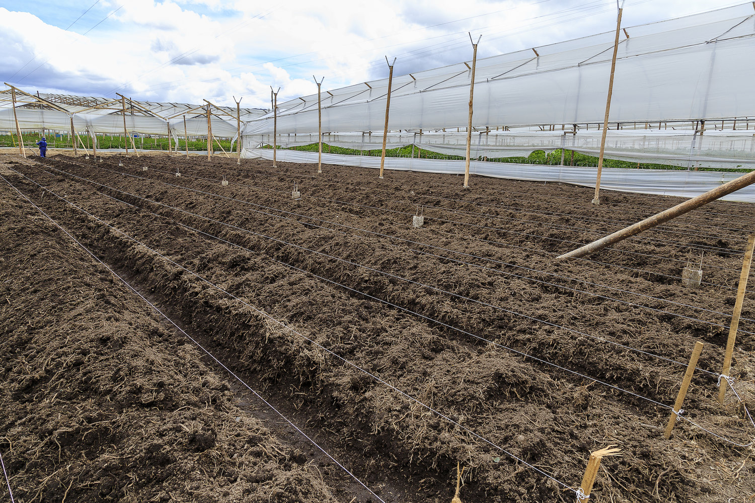 Grupo Andes Farms - Monteverde Farm, Flores de Los Andes Farms (Колумбия)