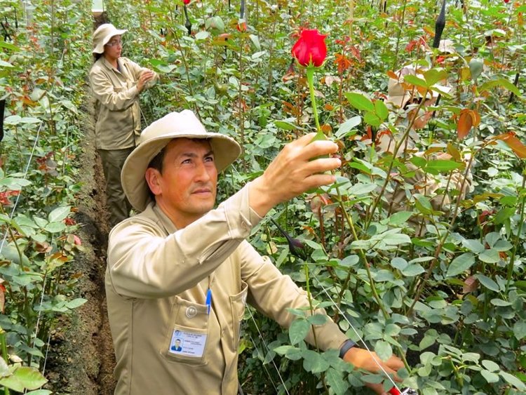 Grupo Andes Farms - Monteverde Farm, Flores de Los Andes Farms (Колумбия)