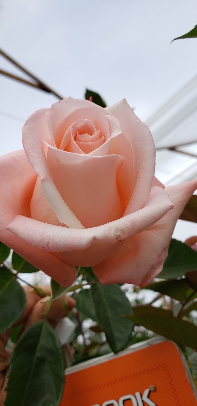 INVERPALMAS (Колумбия)