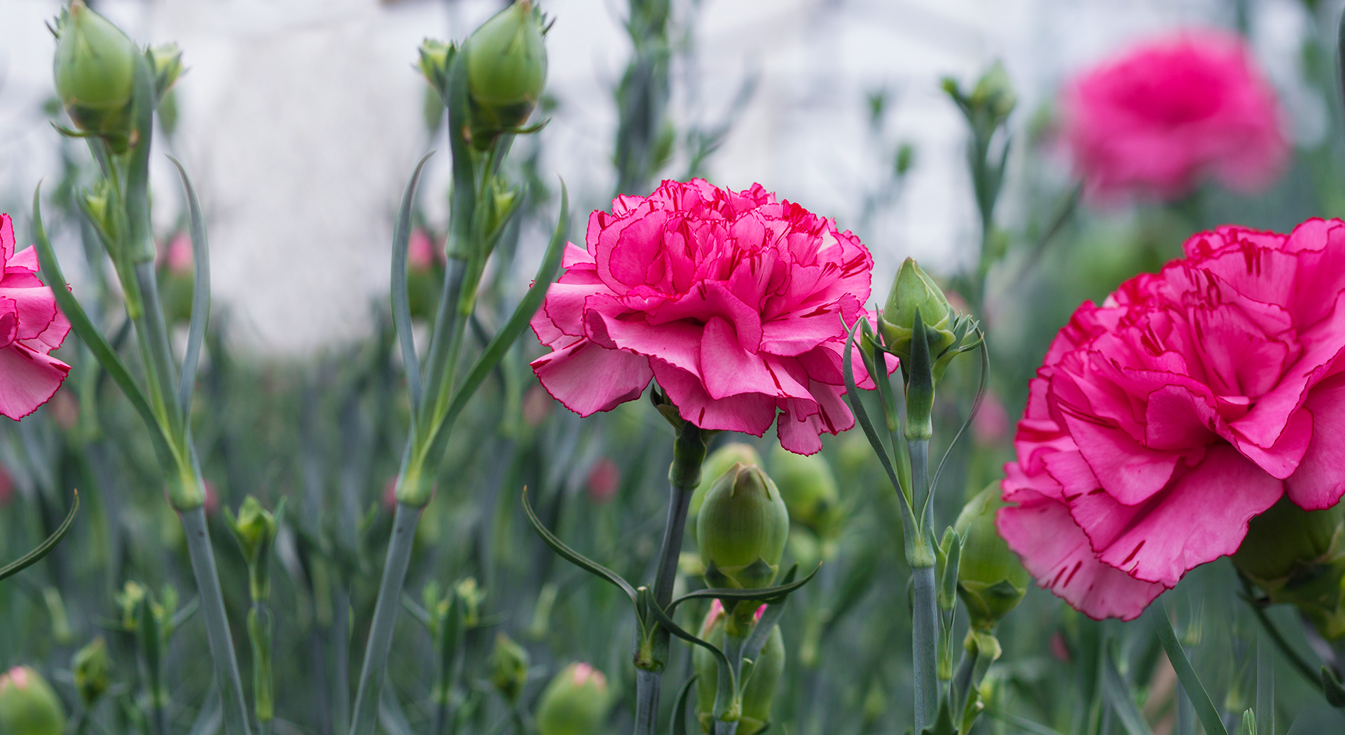 INVERPALMAS (Колумбия)