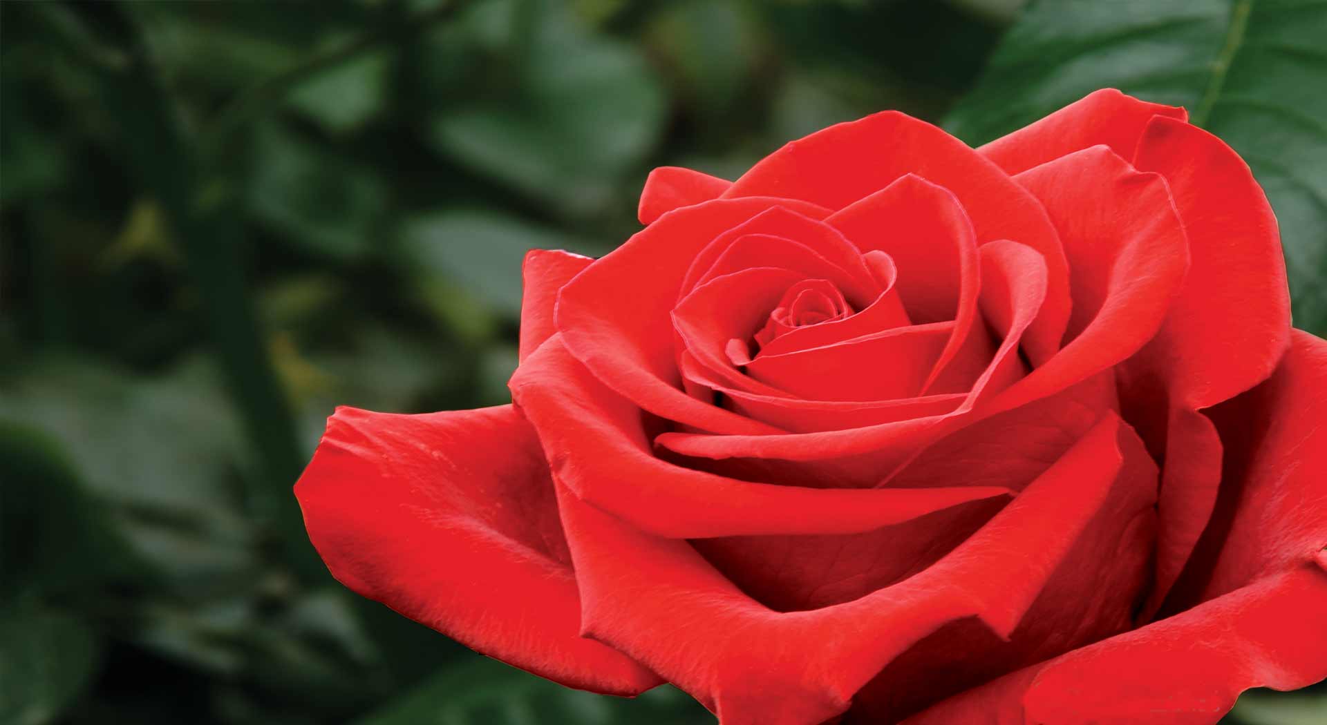 INVERPALMAS (Колумбия)