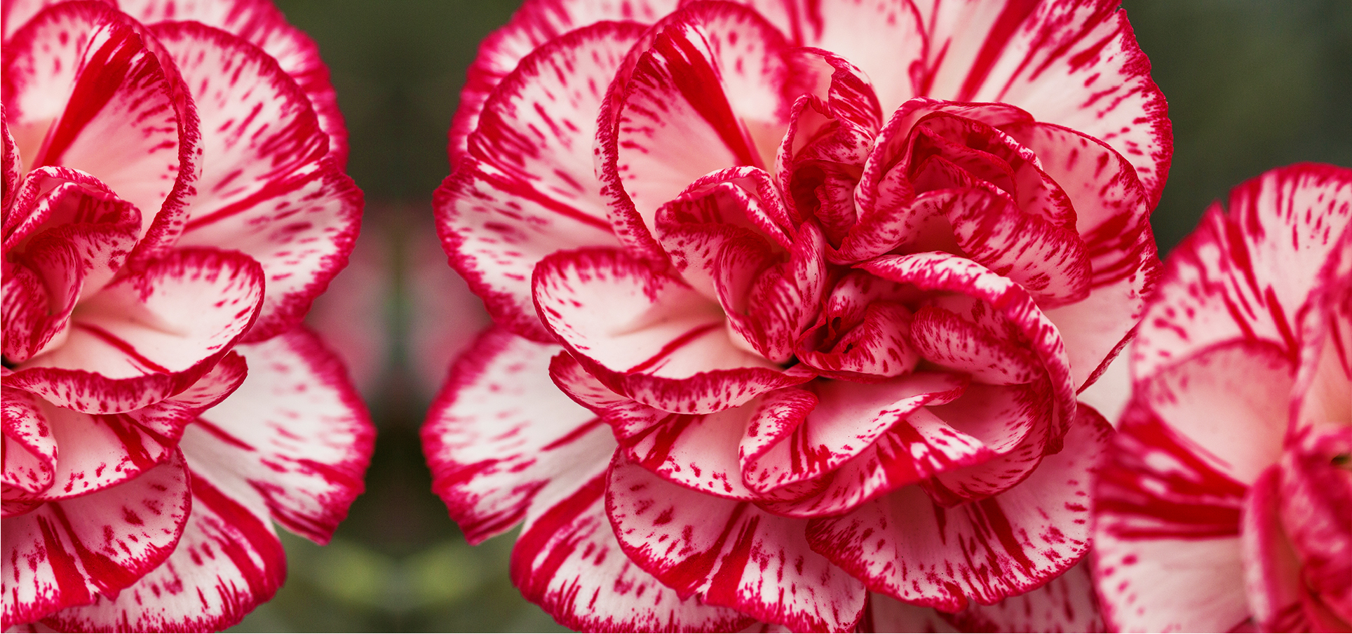 INVERPALMAS (Колумбия)