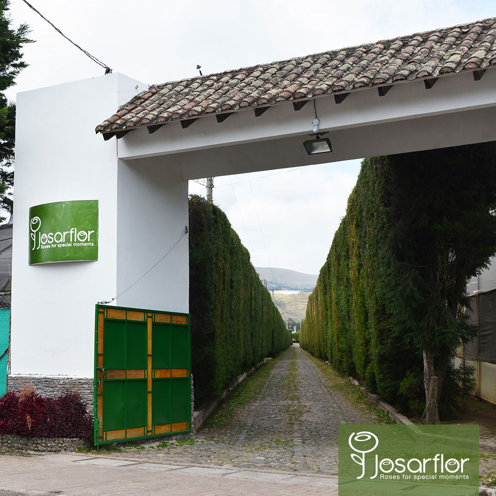 Ферма Josarflor SA (Эквадор)