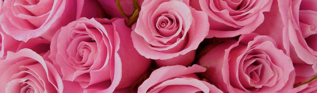 Ферма Josarflor SA (Эквадор)