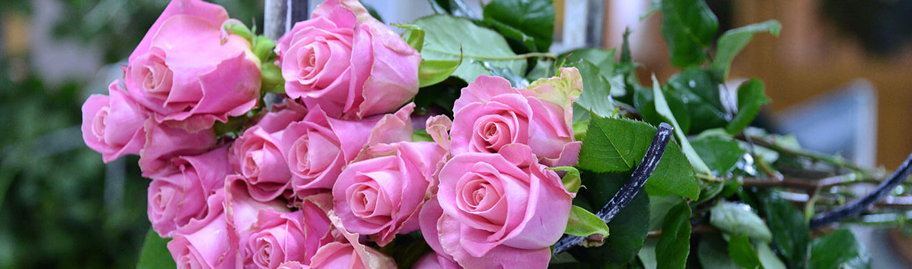 Ферма Josarflor SA (Эквадор)