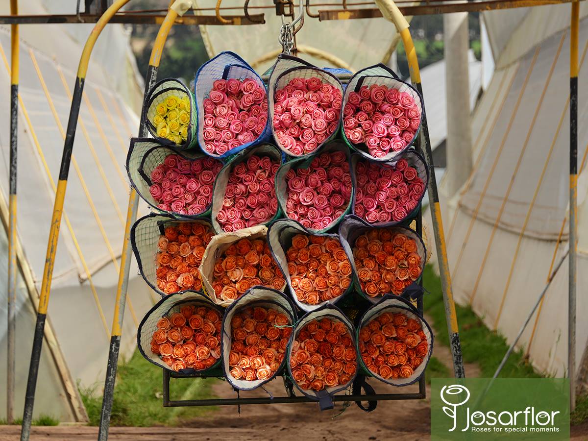 Ферма Josarflor SA (Эквадор)