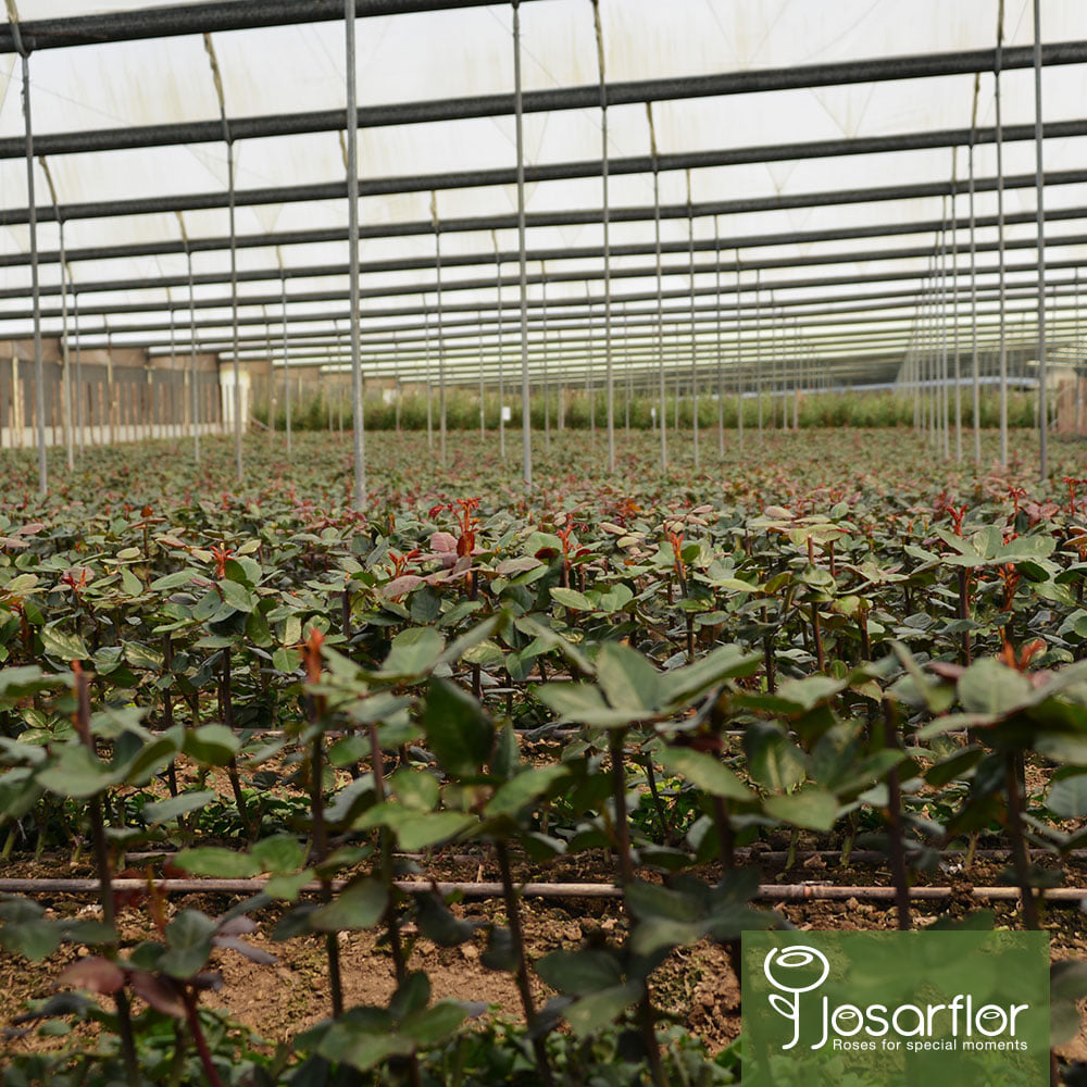 Ферма Josarflor SA (Эквадор)