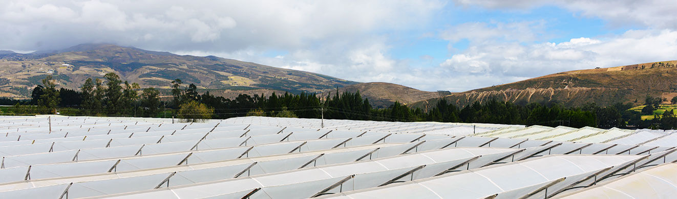 Ферма Josarflor SA (Эквадор)