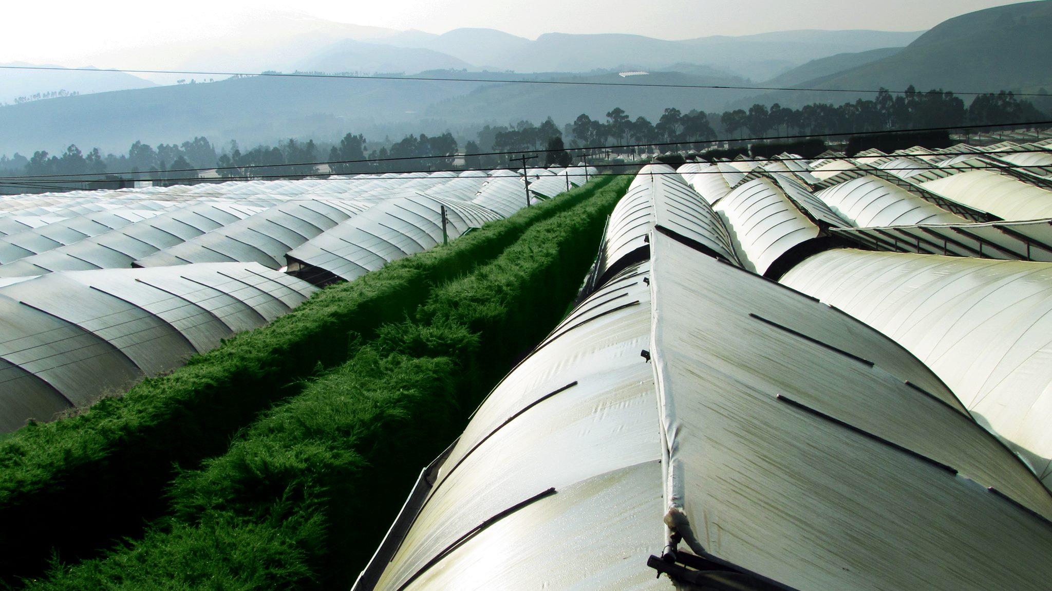 Ферма Josarflor SA (Эквадор)