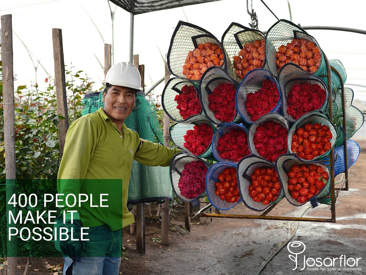 Ферма Josarflor SA (Эквадор)