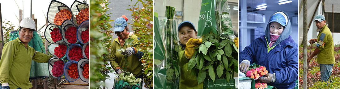 Ферма Josarflor SA (Эквадор)