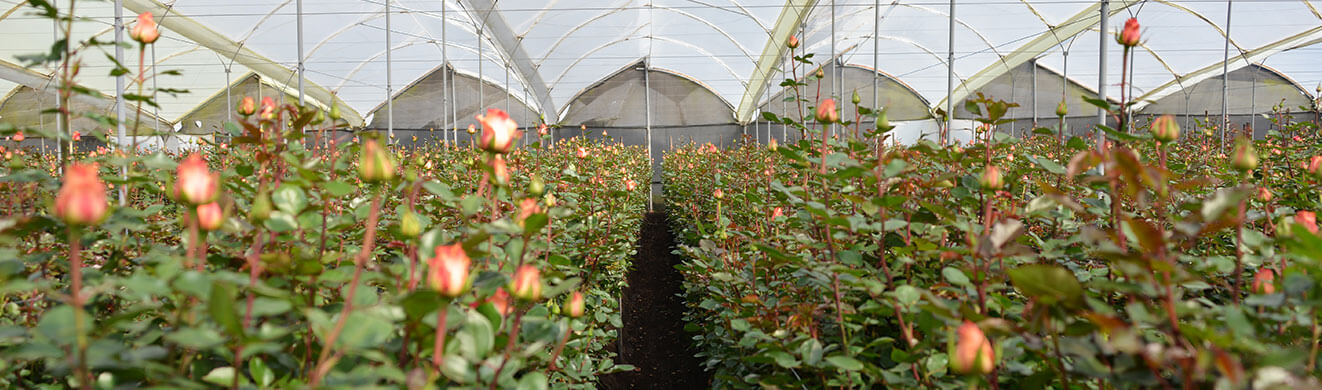 Ферма Josarflor SA (Эквадор)