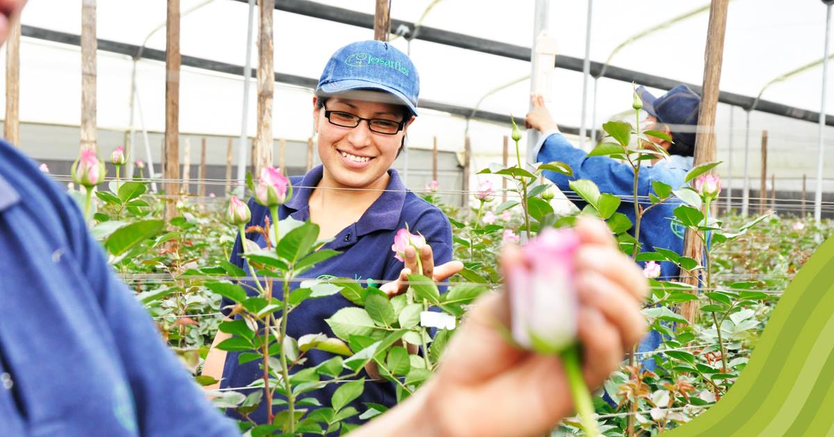 Ферма Josarflor SA (Эквадор)