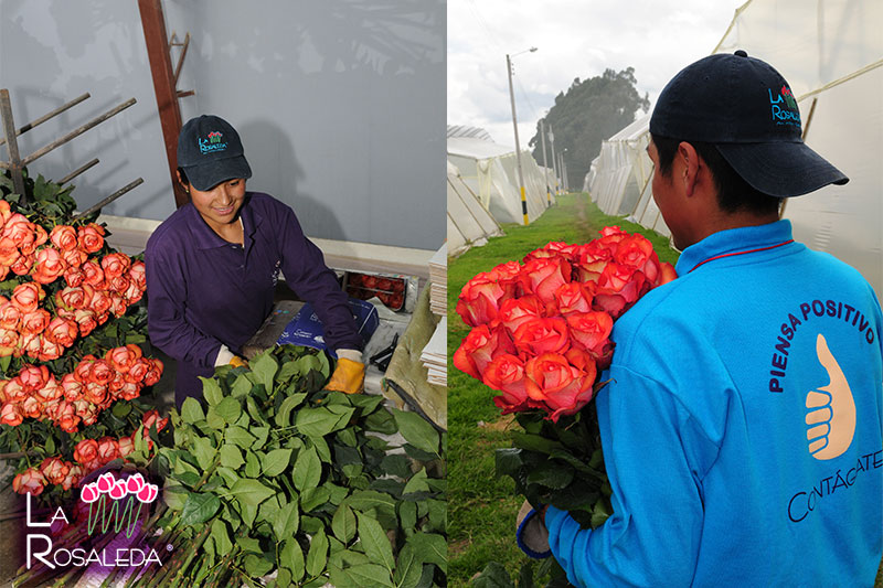 La Rosaleda (Эквадор)