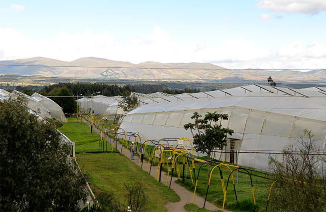 La Rosaleda (Эквадор)