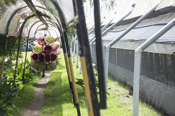 La Rosaleda (Эквадор)