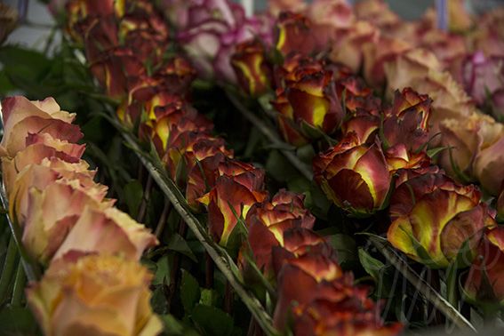 La Rosaleda (Эквадор)