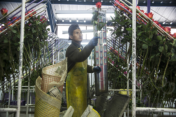 La Rosaleda (Эквадор)