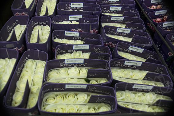 La Rosaleda (Эквадор)