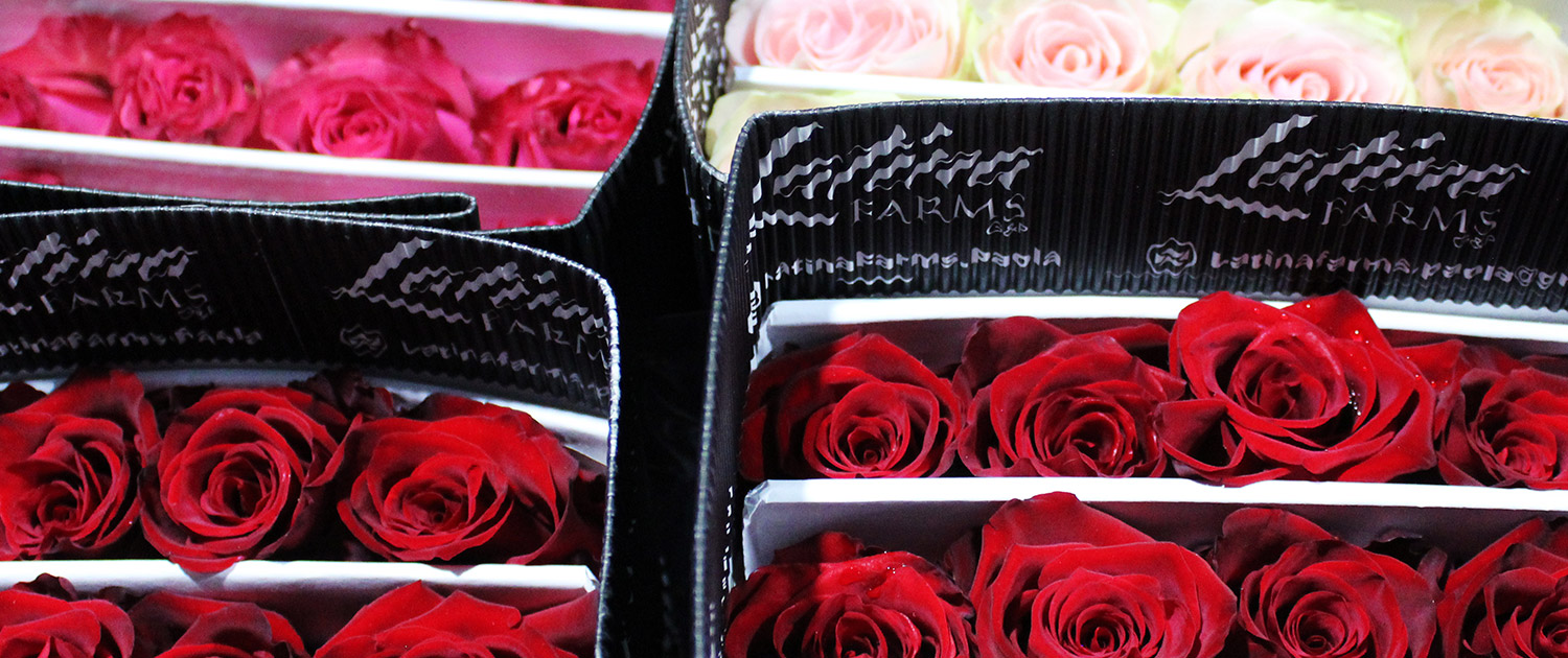 ферма Latina Farms (Эквадор)