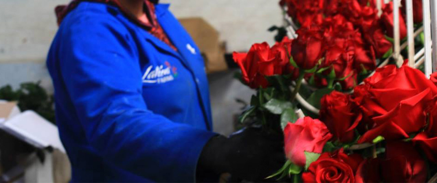 ферма Latina Farms (Эквадор)