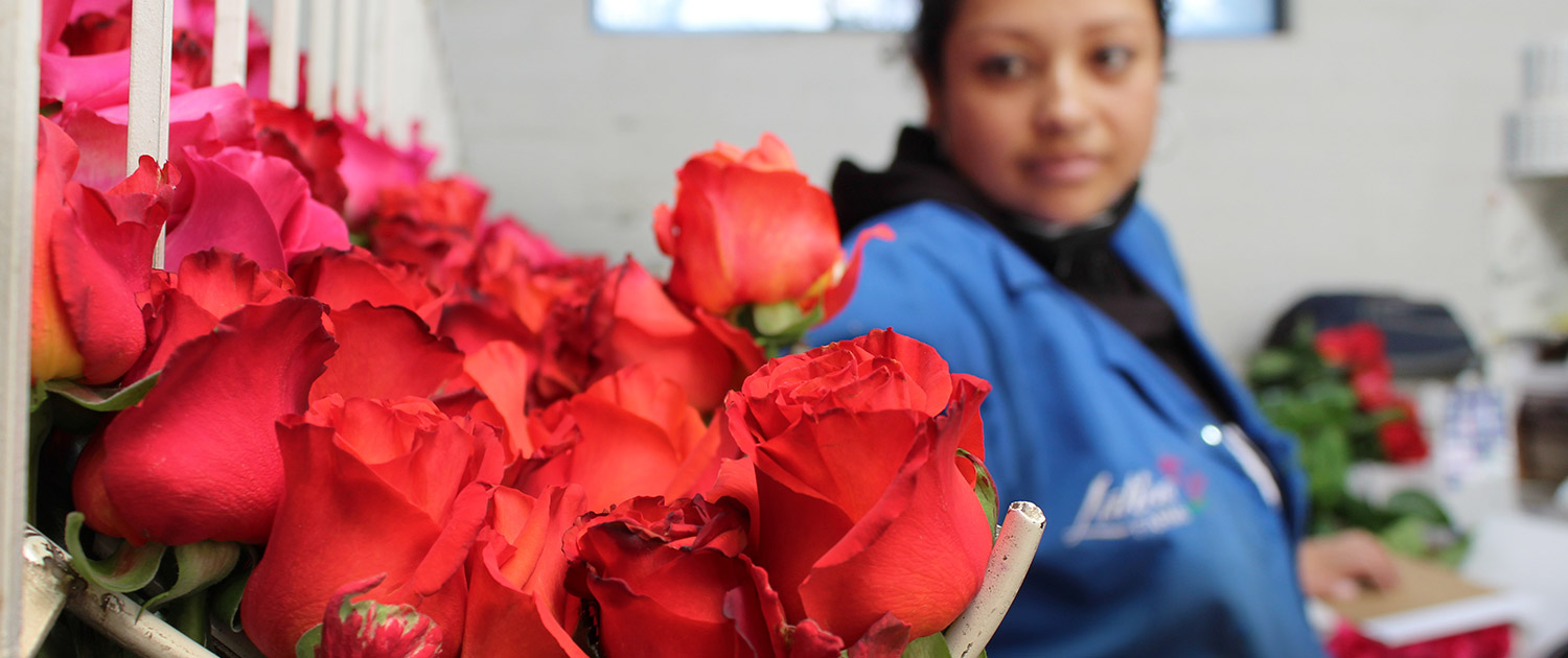 ферма Latina Farms (Эквадор)