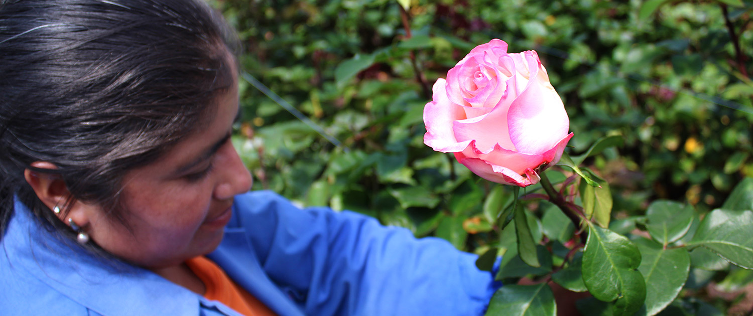 ферма Latina Farms (Эквадор)