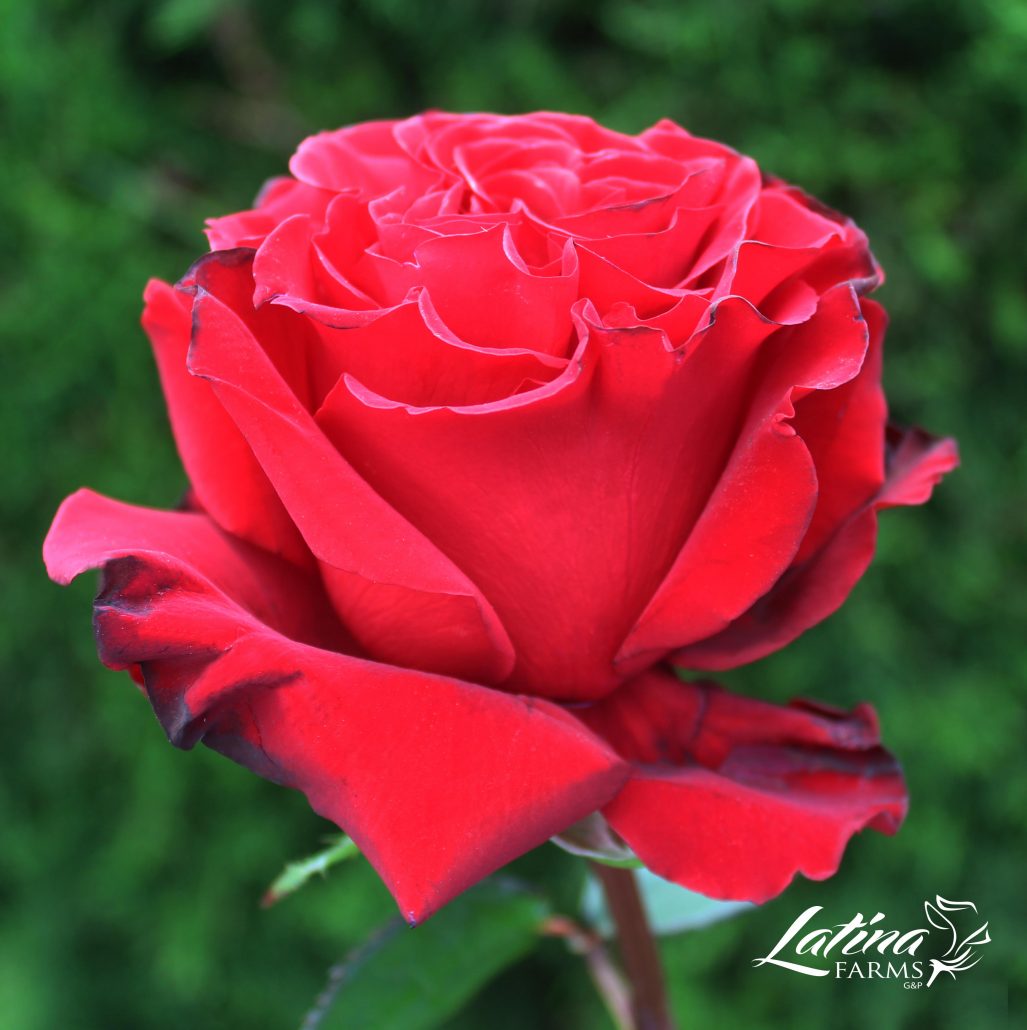 ферма Latina Farms (Эквадор)