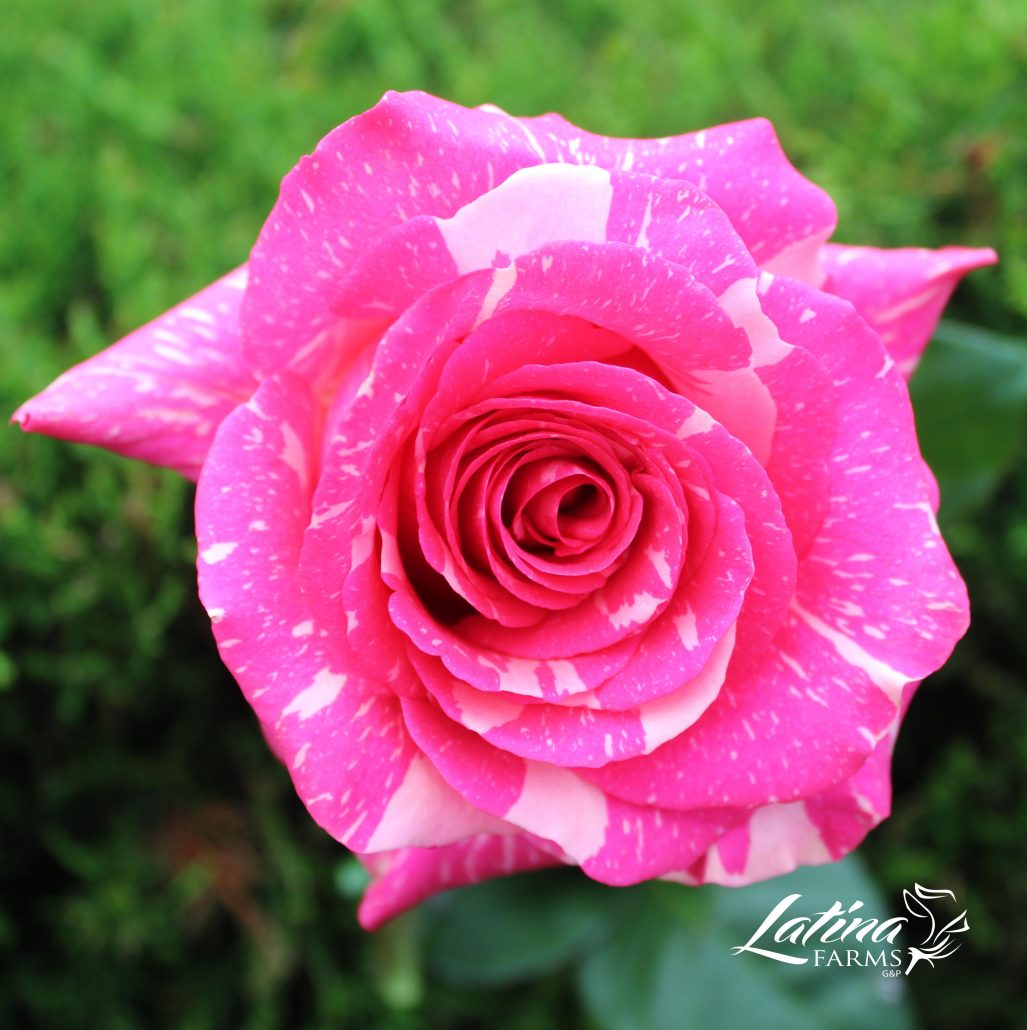 ферма Latina Farms (Эквадор)