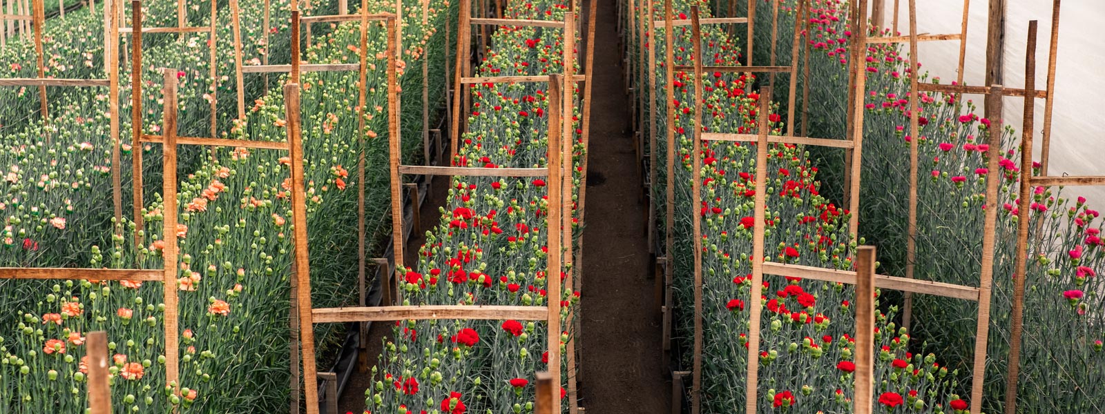 Luisiana Farms S.A. (Колумбия)