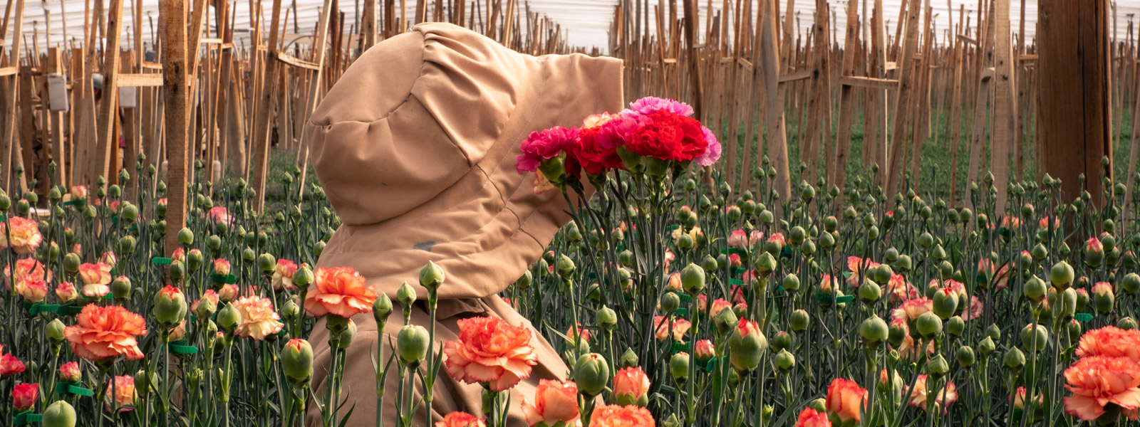 Luisiana Farms S.A. (Колумбия)